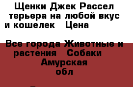 Щенки Джек Рассел терьера на любой вкус и кошелек › Цена ­ 13 000 - Все города Животные и растения » Собаки   . Амурская обл.,Благовещенск г.